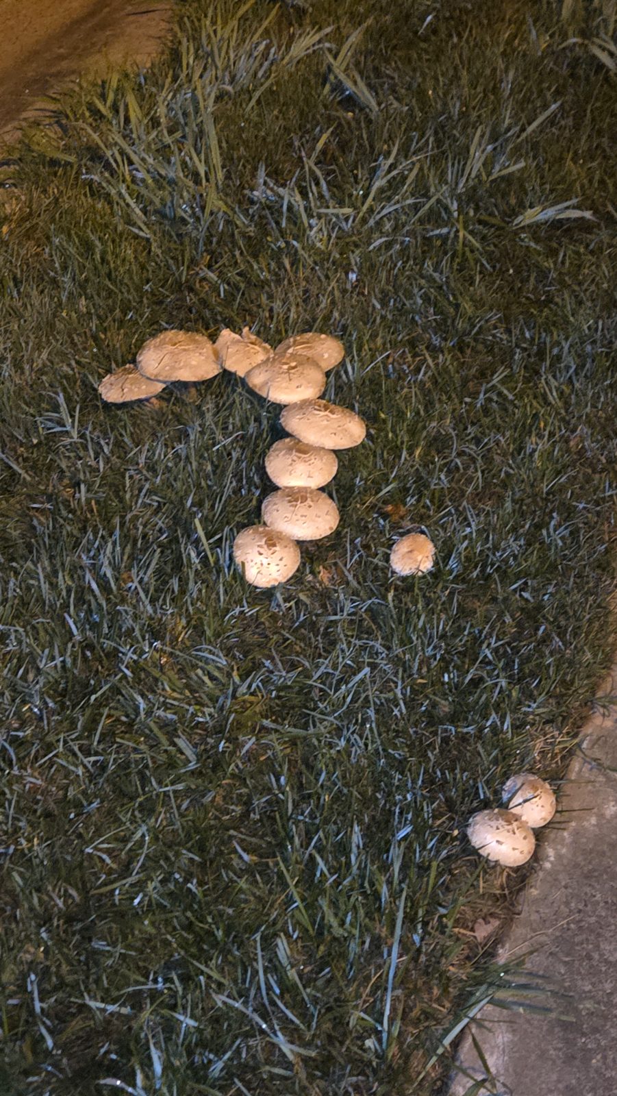 Patrick C's walk