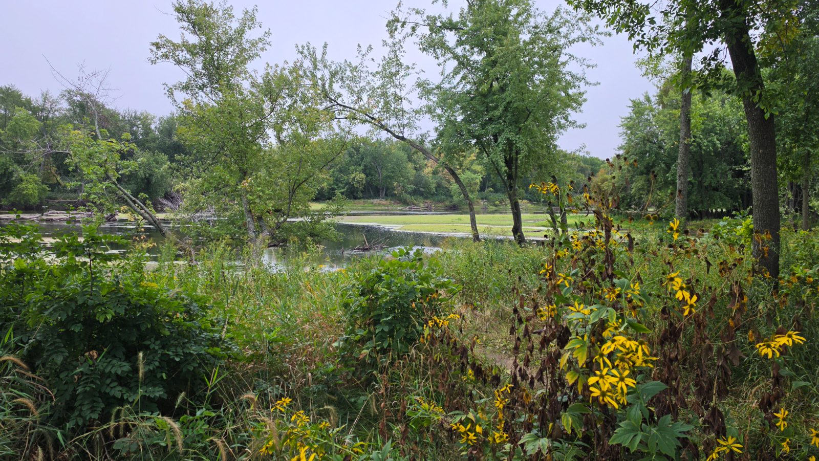 Libby W's walk