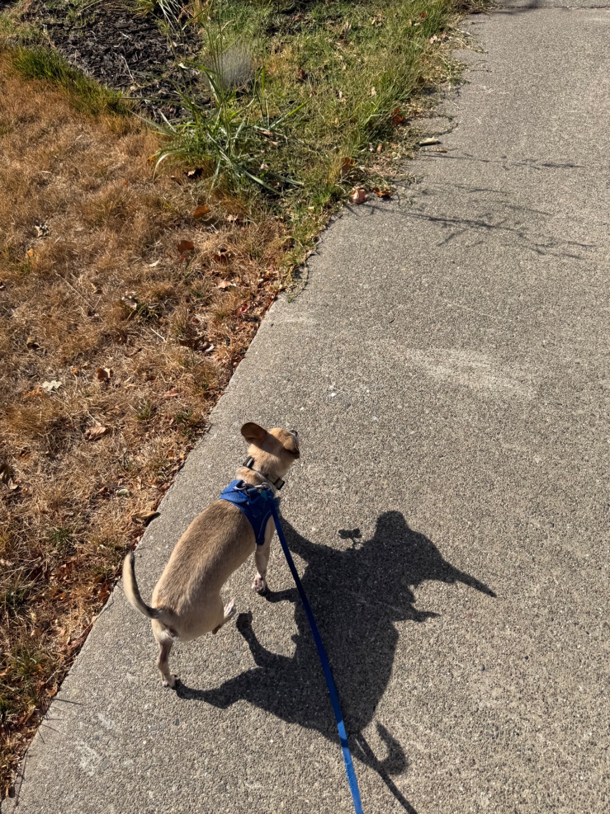 Nicole Bell's walk