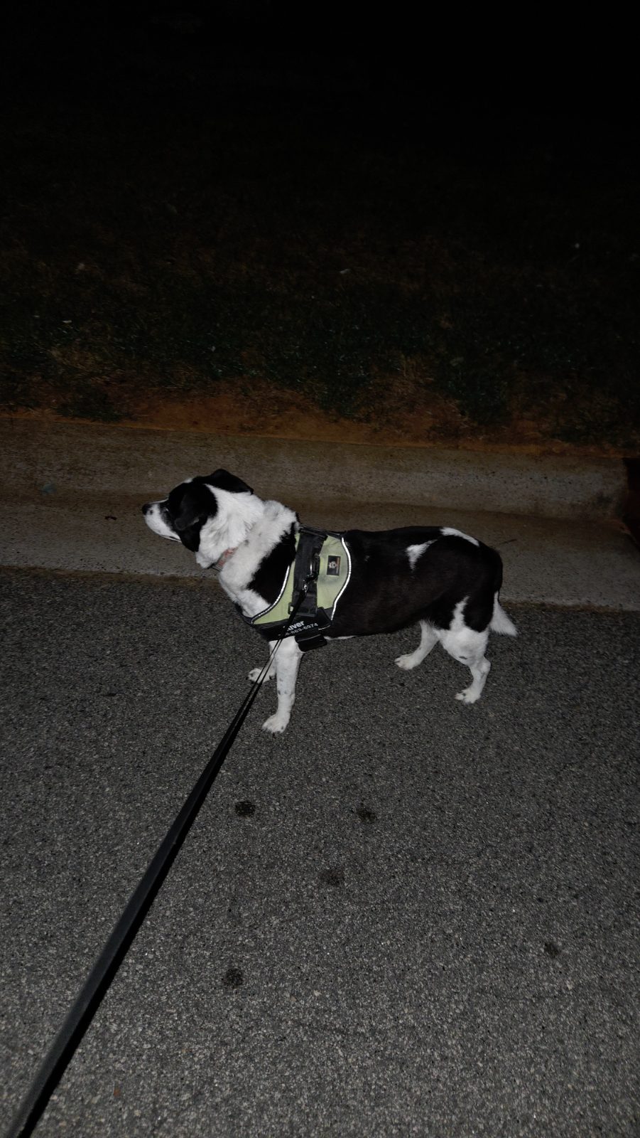 Patrick C's walk