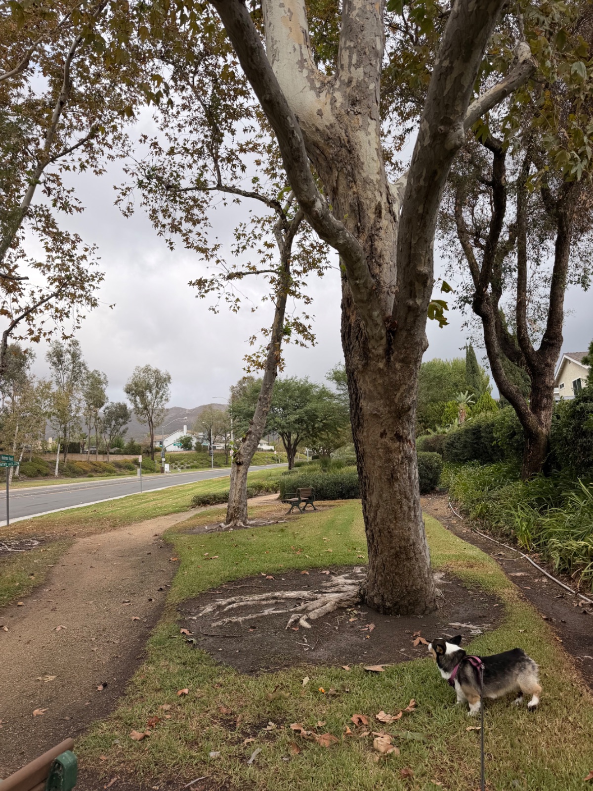 Marissa R's walk